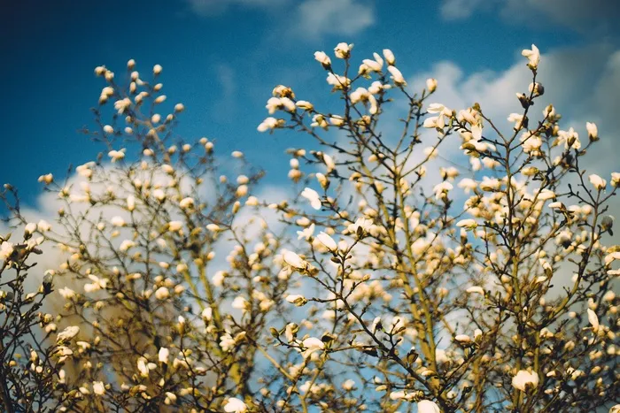 植物,树,樱桃花,白色樱花,李花,盛开的木兰