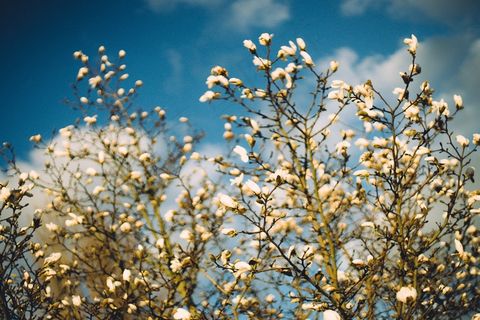 植物,树,樱桃花,白色樱花,李花,盛开的木兰