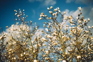 植物,树,樱桃花,白色樱花,李花,盛开的木兰