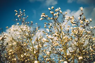 植物,树,樱桃花,白色樱花,李花,盛开的木兰