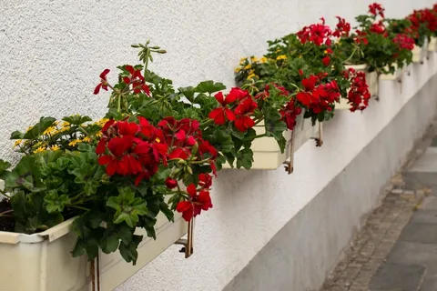 花箱,鲜花,红色,黄色,花箱,外立面 花箱,鲜花,红色,黄色,花箱,外立面