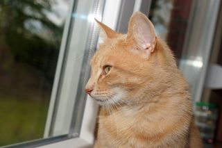 猫，女性，头，肖像，宠物，优雅，动物