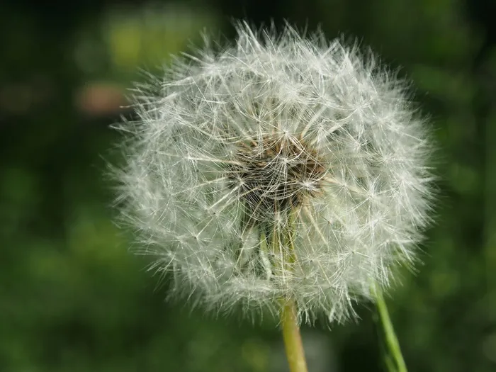 蒲公英，花，指出花，夏天，宏