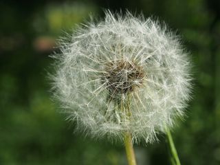 蒲公英，花，指出花，夏天，宏