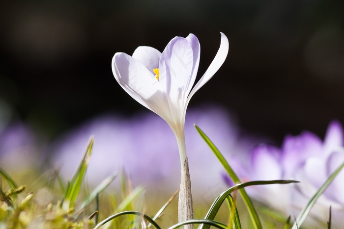 春，番红花，Schwertliliengeengewaechs，春番红花