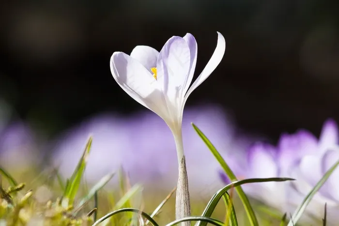 春，番红花，Schwertliliengeengewaechs，春番红花