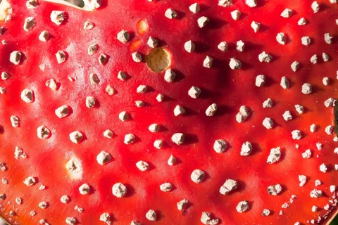 飞木耳，鹅膏菌，蘑菇，帽子，红色