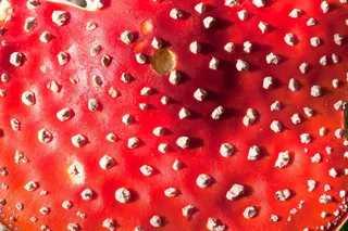 飞木耳，鹅膏菌，蘑菇，帽子，红色