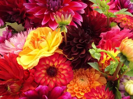 鲜花,什锦,多彩,妈妈,菊花 鲜花,什锦,多彩,妈妈,菊花