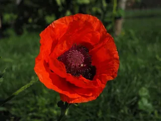 罂粟花，红色，开花，花，Klatschmohn