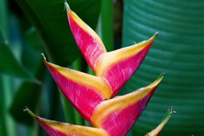蕉科，碧海，交界处，鲜花，红色