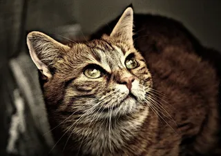 猫，宿醉，棕褐色，可爱，鲭鱼，虎，甜