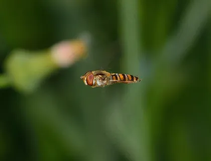 昆虫,双翅目,上s,Balteatus 昆虫,双翅目,上s,Balteatus