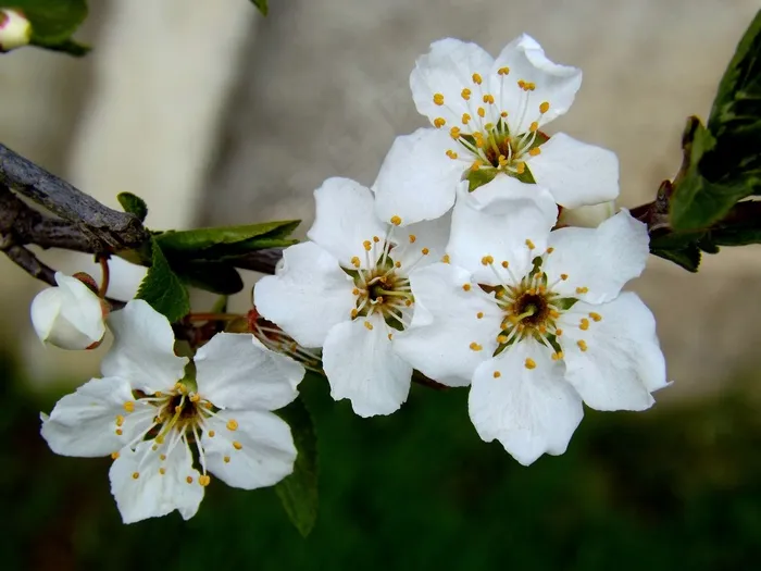 花，白春，凯西
