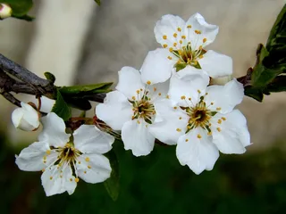 花，白春，凯西