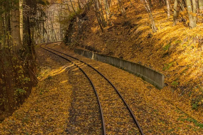 秋，黄色，Rails，阿瓦尔，铁路，性质，森林