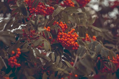 灰，花an莓，山灰，审美，叶子