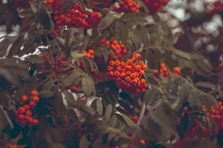 灰，花an莓，山灰，审美，叶子