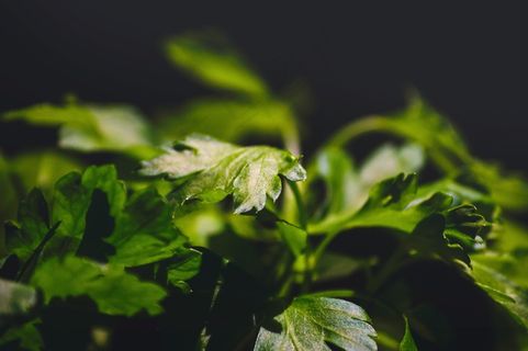 欧芹,食品,新鲜,健康,蔬菜,绿色 欧芹,食品,新鲜,健康,蔬菜,绿色