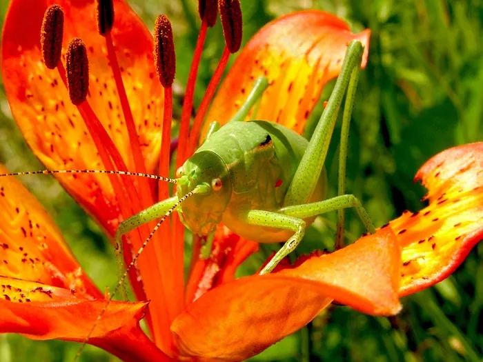 蚱hopper，martagon百合，鲜花，性质