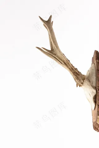 鹿角，角，狩猎，狩猎奖杯，复古，马鹿