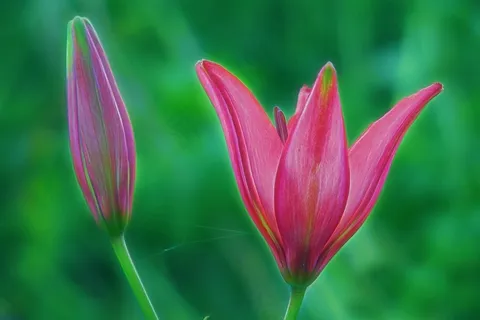 百合,粉红色,红色,花,性质,植物,盛开,开花 百合,粉红色,红色,花,性质,植物,盛开,开花