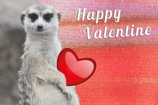 情人节，心，闪亮，情人节，爱情，基金