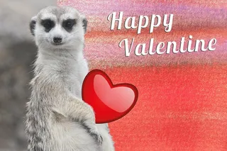 情人节，心，闪亮，情人节，爱情，基金