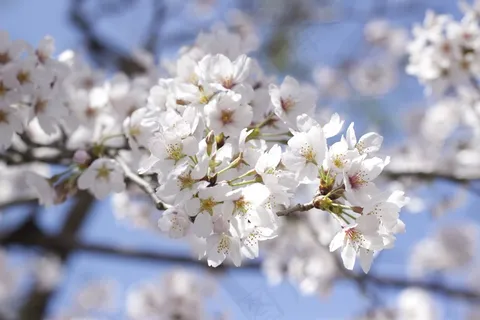 樱桃,花 樱桃,花
