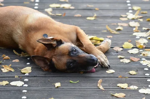 玛利诺犬,甜,木桥 玛利诺犬,甜,木桥