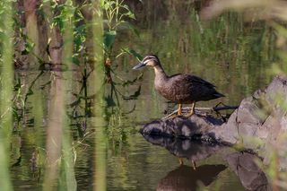 太平洋蓝鸭，鸭，水，岩，站立，鸟