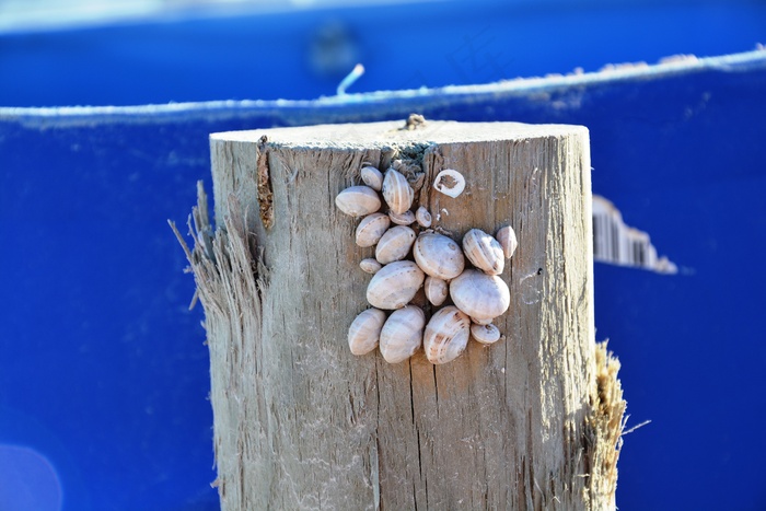 贻贝，蜗牛，蓝色，海岸，假期，关闭