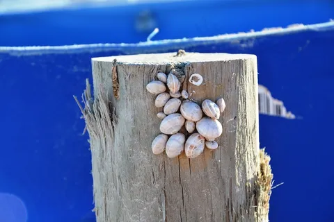 贻贝，蜗牛，蓝色，海岸，假期，关闭