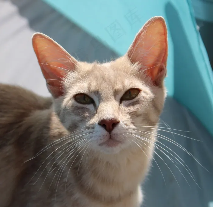 猫，品种猫，鲭鱼，家猫，胡子