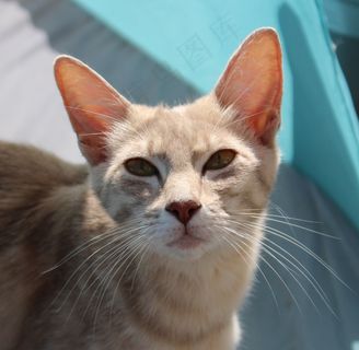 猫，品种猫，鲭鱼，家猫，胡子