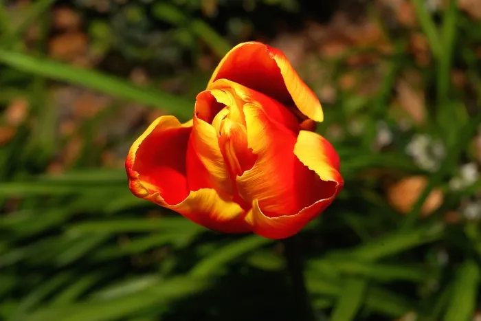 郁金香，开花，花，春天，植物