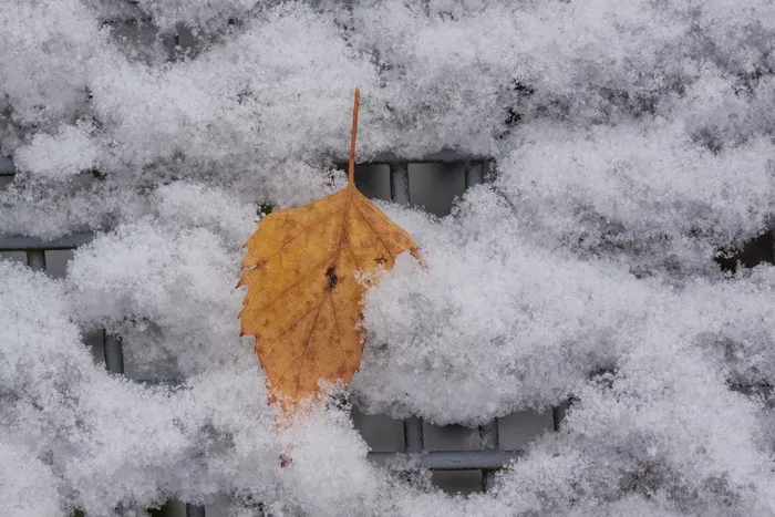 新西兰，雪，叶，桦木叶，橙色，白