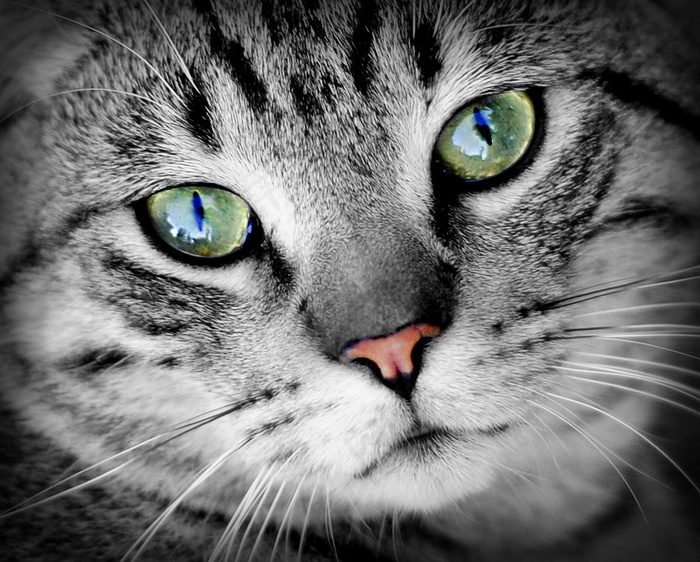 猫,美国短毛猫,狸花猫,俄罗斯蓝猫,苏格兰折耳猫,可爱的狗的透视