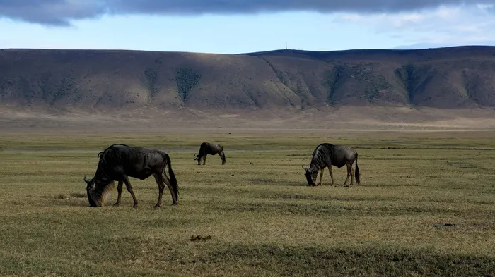 国家公园，野生动物，野生动物园，动物世界
