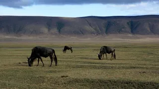 国家公园，野生动物，野生动物园，动物世界