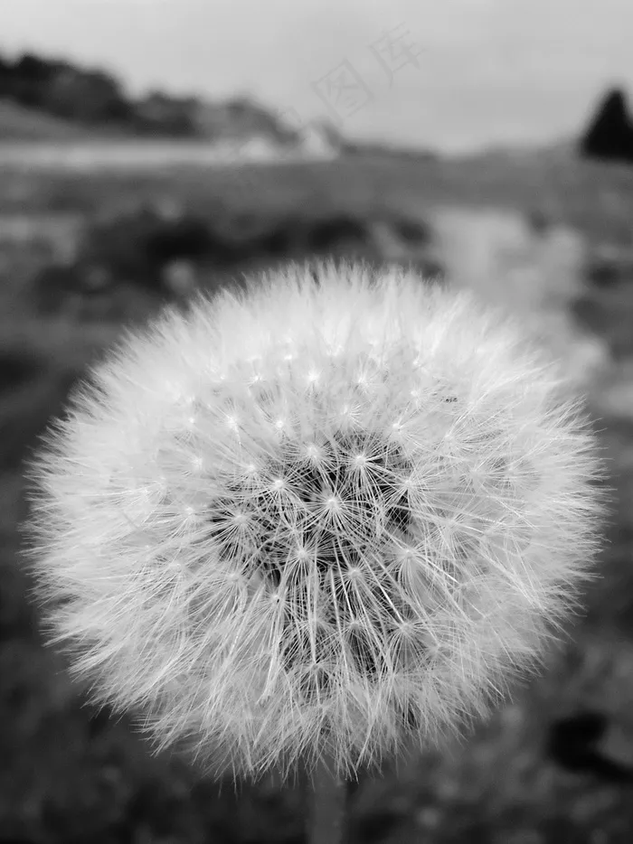 蒲公英，花，山，自然，黑色和白色