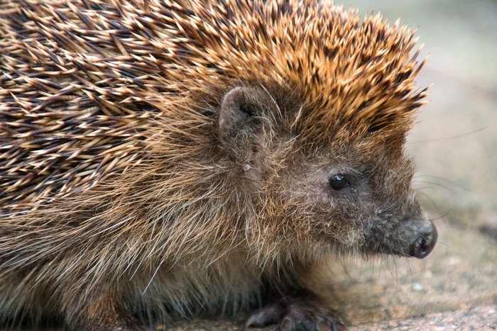 刺猬，秋季，汉娜，黄昏，夜间