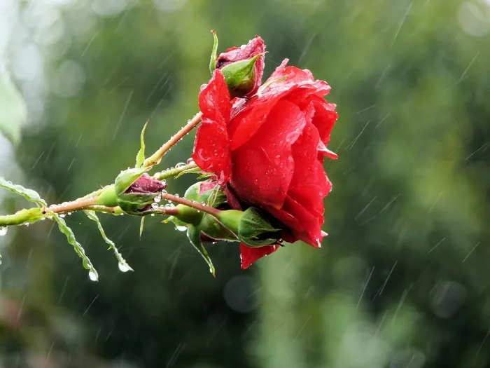 玫瑰，鲜花，雨，花，盛开，自然