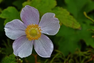 银莲花，葡萄叶银莲花，花，植物园，紫红色