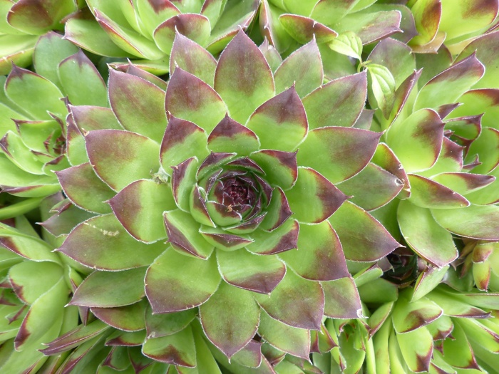 Houseleek，植物，叶子，指出，带红色，绿色