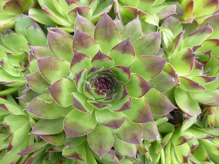 Houseleek，植物，叶子，指出，带红色，绿色