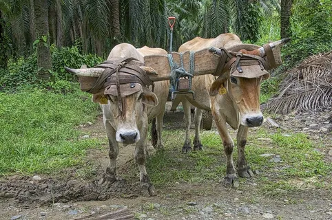 公牛，购物车，传统的，动物，农业，牛，农场