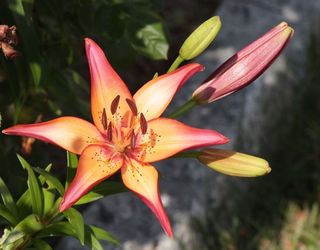 花，春天，明亮，黄色，粉红色，盛开，性质