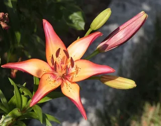 花，春天，明亮，黄色，粉红色，盛开，性质