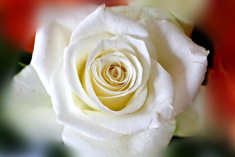 玫瑰,开花,玫瑰绽放,关闭,花 玫瑰,开花,玫瑰绽放,关闭,花
